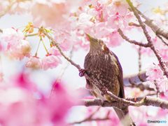 陽光桜と野鳥とオールドレンズ