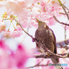 陽光桜と野鳥とオールドレンズ