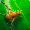fly