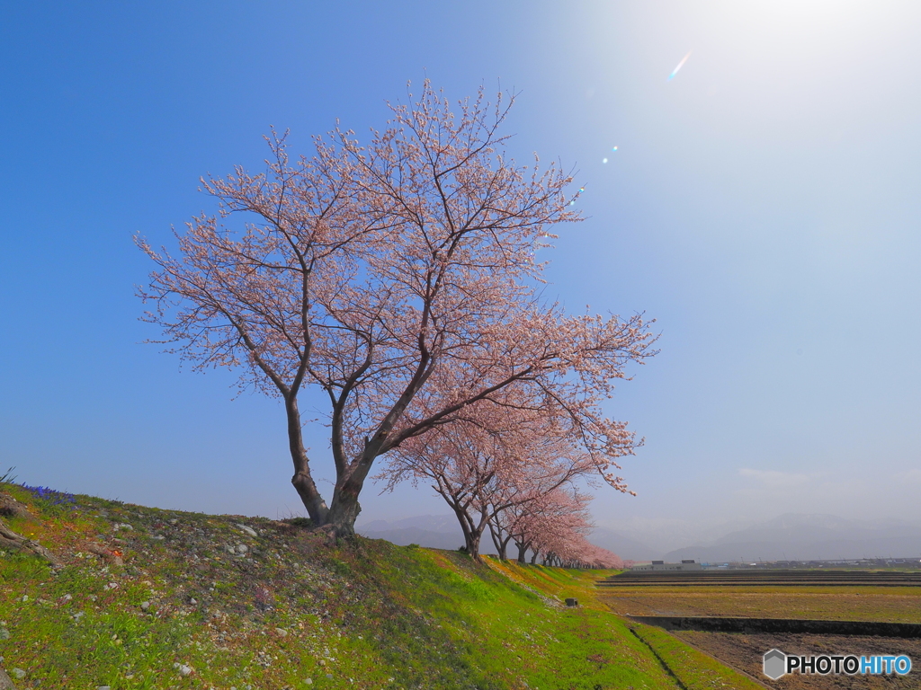 舟川の桜道