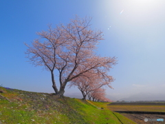 舟川の桜道