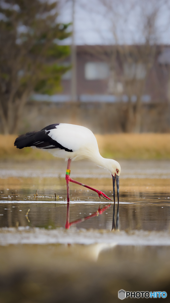 飛来！コウノトリ