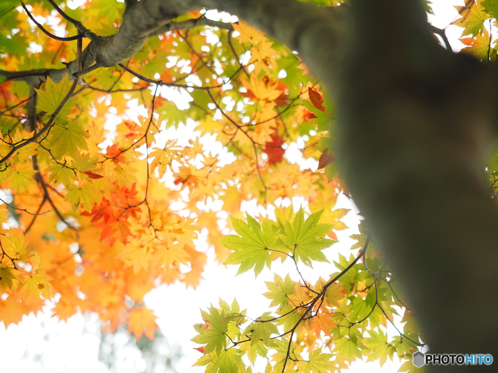 有峰湖〜紅葉〜