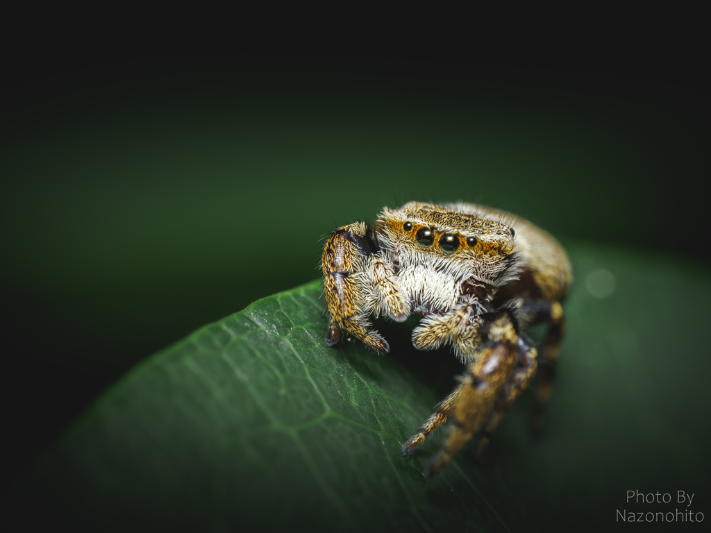 カラスハエトリ