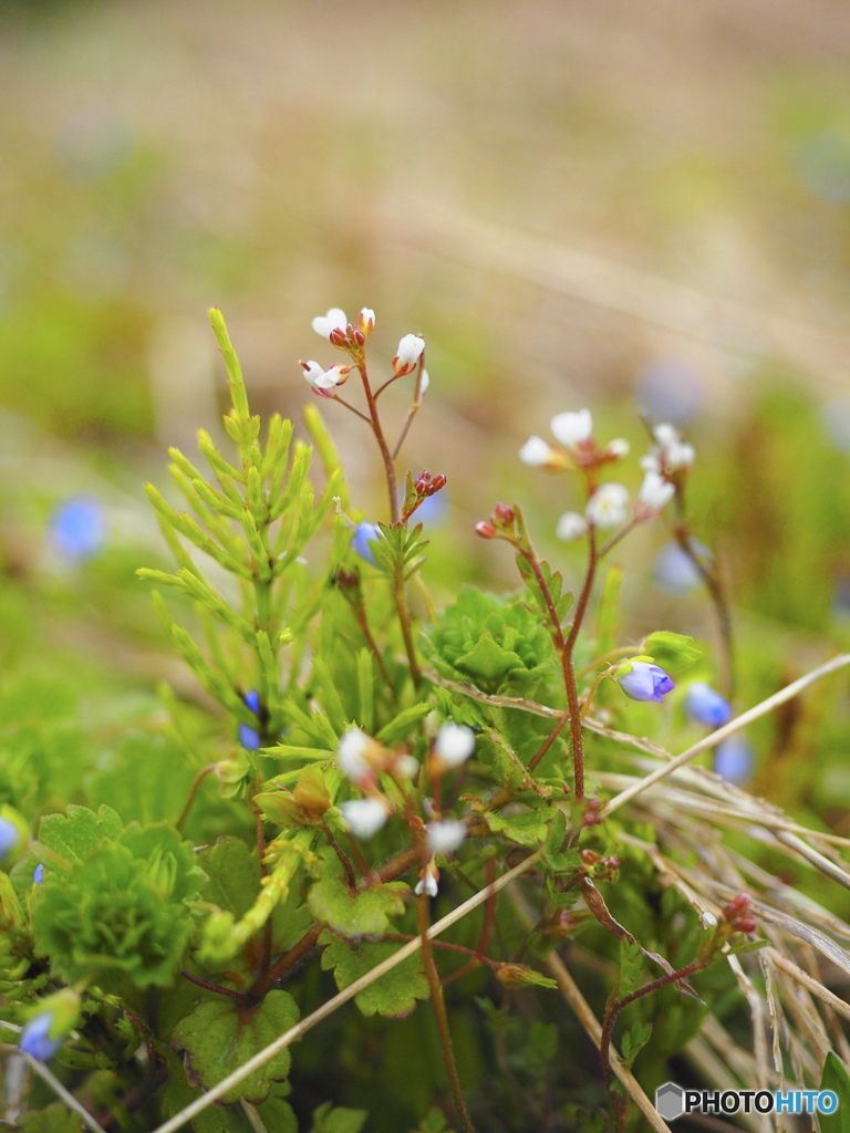 自然の寄せ植え