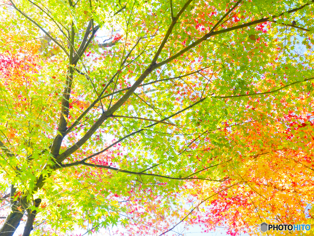 点描紅淡-てんびょうこうたん-