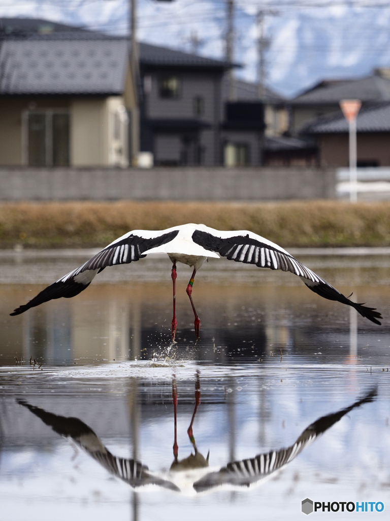 近所にコウノトリが来た！