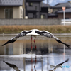 近所にコウノトリが来た！