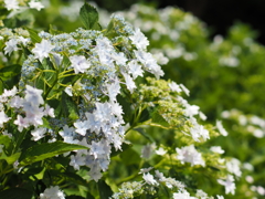 隅田の花火