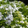 隅田の花火