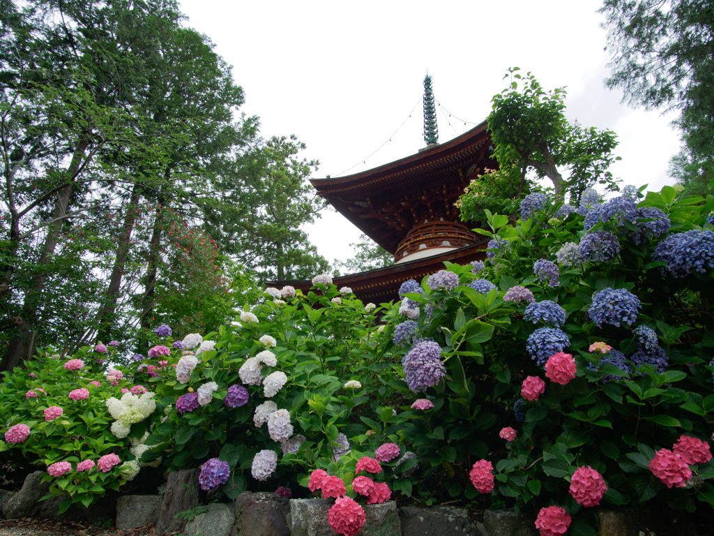 久米寺にて①