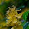 ビヨウヤナギとオールドレンズ② Summicron