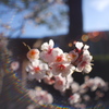 小春日和