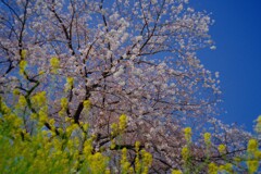 菜の花と桜と青空と②