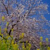 菜の花と桜と青空と②