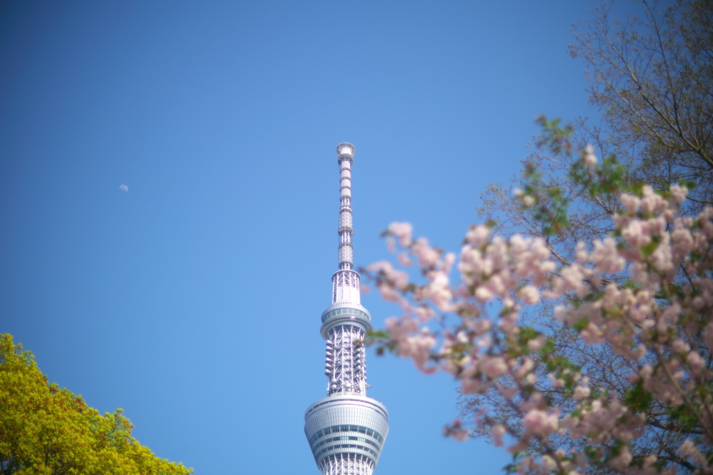 月と桜とスカイツリー