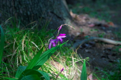日陰の花