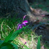 日陰の花