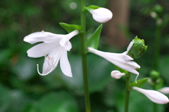 花とつぼみ