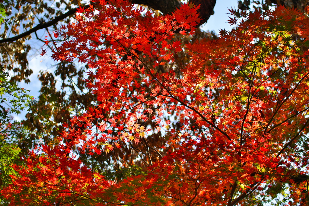 等々力渓谷にて ~紅の天井~