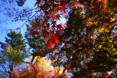 秋空と紅葉