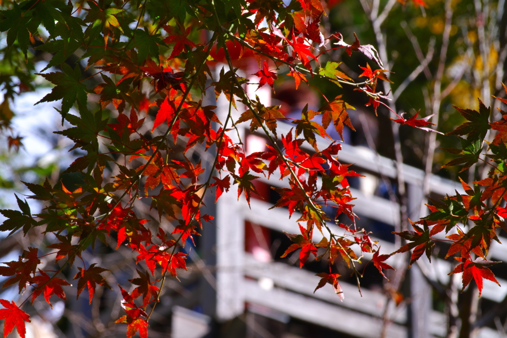 等々力渓谷にて ~見晴らし台と紅葉~