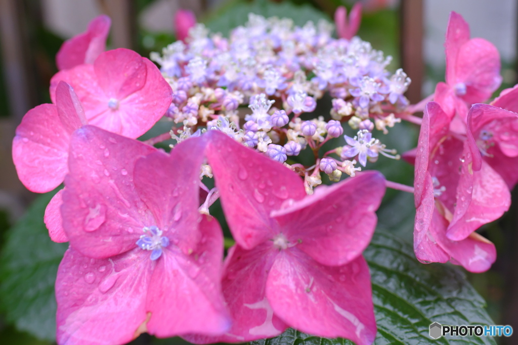 雨と紫陽花