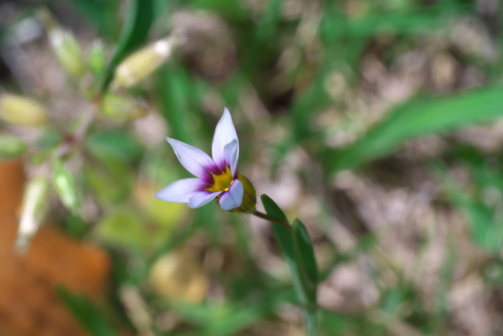 大庭石菖