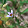 大庭石菖