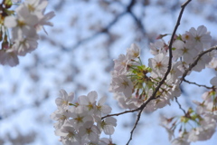 手毬桜