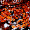 紅い世界