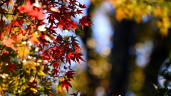 フジレンズで紅葉②