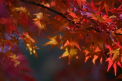 紅葉 × ソフトフォーカス