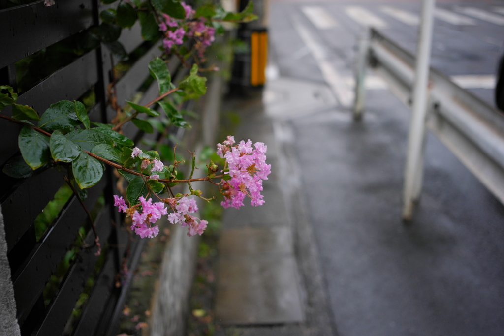 雨の日に