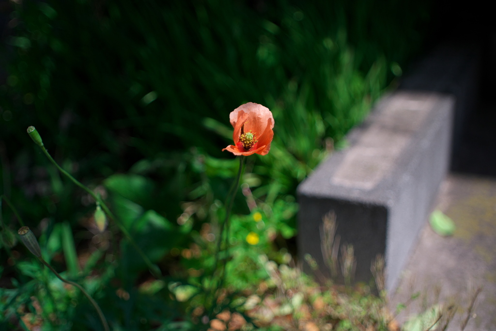 一輪の花