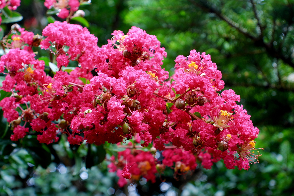 花と雫(赤)