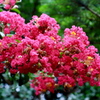 花と雫(赤)