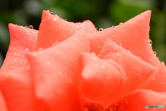 薔薇の雫