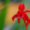 花と蟻