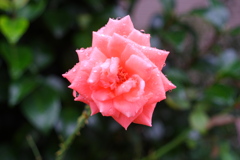 薔薇の滴②