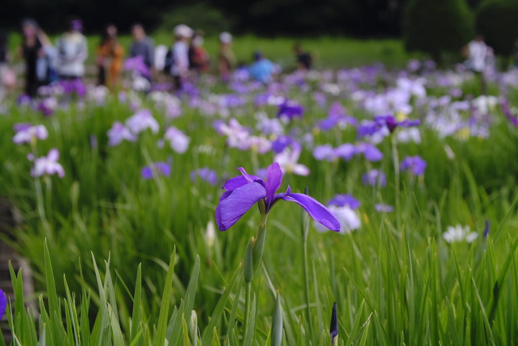 菖蒲