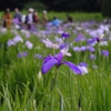 菖蒲