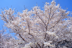 あふれる桜