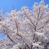 あふれる桜
