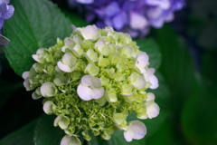 白い紫陽花