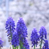蒼い鈴