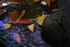 水面と落ち葉