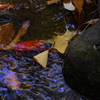 水面と落ち葉