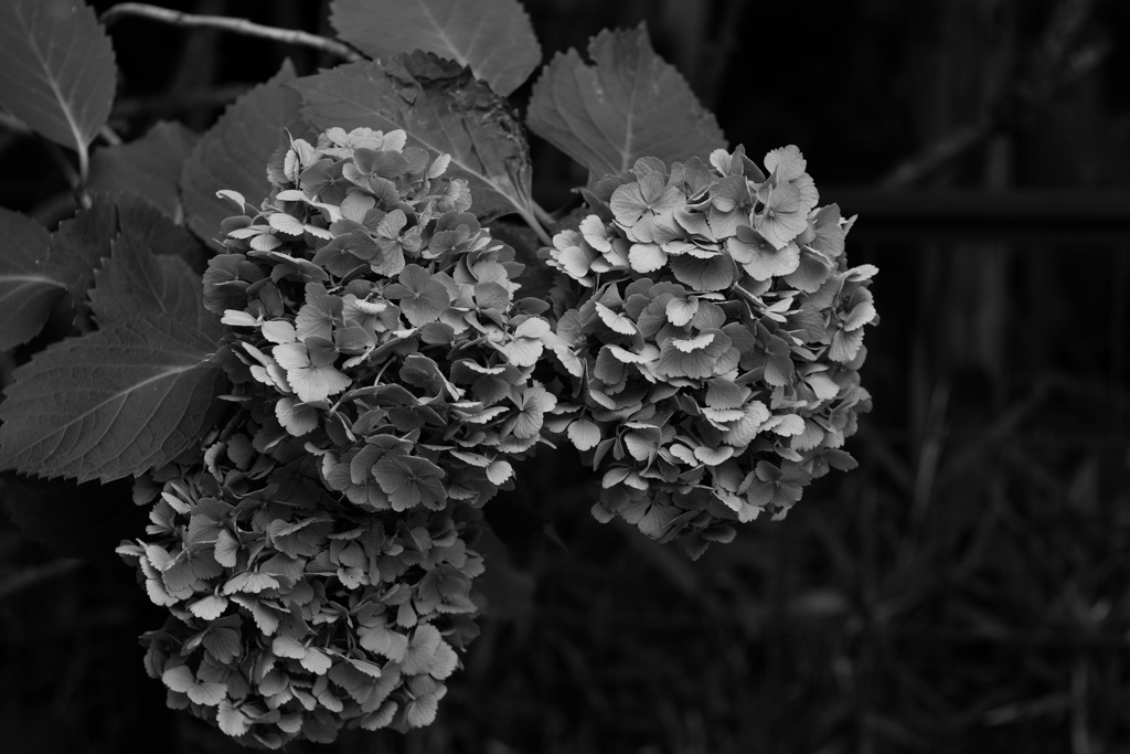 モノクロ紫陽花