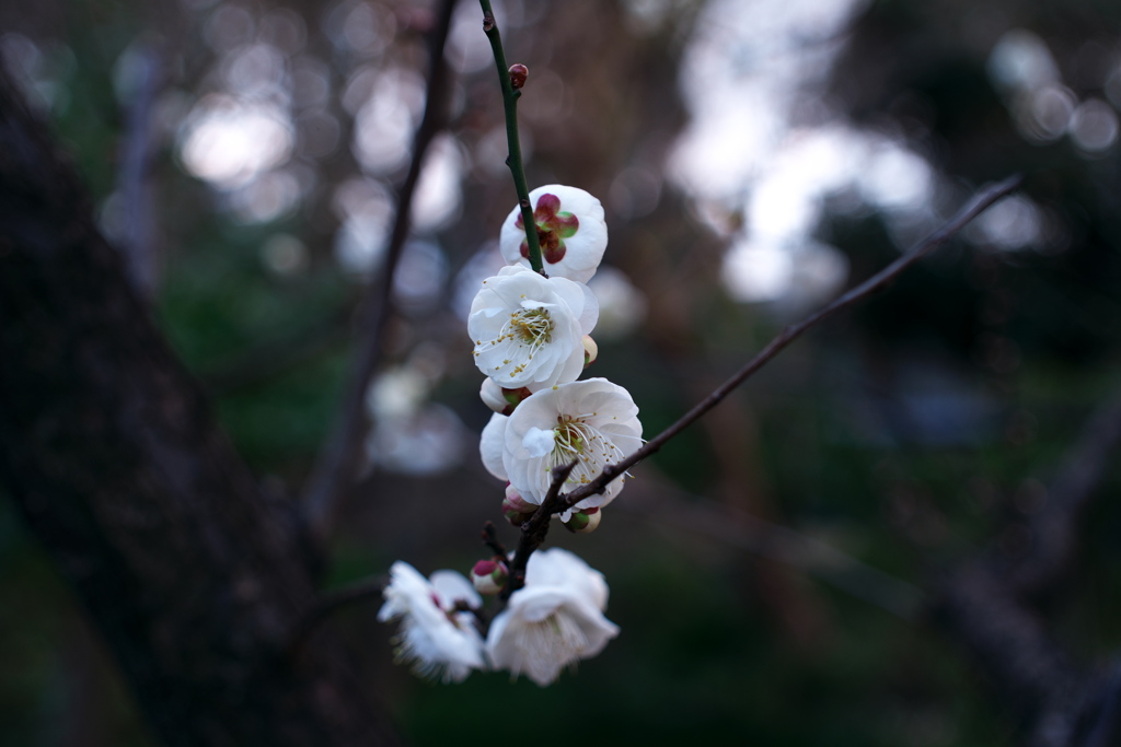 白梅①